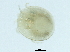  (Uchidastygacarus sp09101A - CNC-IMS090101.062)  @13 [ ] CreativeCommons - Attribution (2010) CBG Photography Group Centre for Biodiversity Genomics