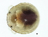  (Mideopsis sp09101C - CNC-IMS090101.075)  @14 [ ] CreativeCommons - Attribution (2010) CBG Photography Group Centre for Biodiversity Genomics