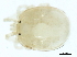  ( - CNC-IMS090101.081)  @11 [ ] CreativeCommons - Attribution (2010) CBG Photography Group Centre for Biodiversity Genomics