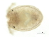  ( - CNC-IMS090093.109)  @12 [ ] CreativeCommons - Attribution (2010) CBG Photography Group Centre for Biodiversity Genomics