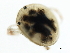  ( - CNC-IMS090093.124)  @13 [ ] CreativeCommons - Attribution (2010) CBG Photography Group Centre for Biodiversity Genomics