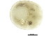  (Uchidastygacarus sp0994A - CNC-IMS090094.001)  @11 [ ] CreativeCommons - Attribution (2010) CBG Photography Group Centre for Biodiversity Genomics