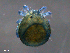  (Krendowskiidae - LiLa120608Ge1500)  @13 [ ] CreativeCommons - Attribution (2015) Monica R. Young Centre for Biodiversity Genomics