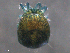  ( - LiLa140612Ar2027)  @12 [ ] CreativeCommons - Attribution (2015) Monica R. Young Centre for Biodiversity Genomics
