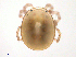  (Laversiidae - Dovr150811La2678)  @13 [ ] CreativeCommons - Attribution (2016) CBG Photography Group Centre for Biodiversity Genomics