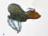  ( - BonE150829Me2728)  @13 [ ] CreativeCommons - Attribution (2016) CBG Photography Group Centre for Biodiversity Genomics