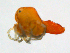  ( - BonE150829Me2729)  @12 [ ] CreativeCommons - Attribution (2016) CBG Photography Group Centre for Biodiversity Genomics