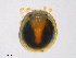  (Nudomideopsis - H7Bl150829Nm2814)  @11 [ ] CreativeCommons - Attribution (2016) CBG Photography Group Centre for Biodiversity Genomics