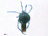  ( - LODB150907Me2866)  @12 [ ] CreativeCommons - Attribution (2016) CBG Photography Group Centre for Biodiversity Genomics