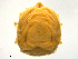  ( - CSSw120531Li1300)  @12 [ ] CreativeCommons - Attribution (2016) CBG Photography Group Centre for Biodiversity Genomics
