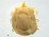  (Limnocharidae - CSSw120531Li1301)  @13 [ ] CreativeCommons - Attribution (2016) CBG Photography Group Centre for Biodiversity Genomics