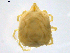  ( - CSSw120531Li1303)  @13 [ ] CreativeCommons - Attribution (2016) CBG Photography Group Centre for Biodiversity Genomics