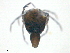  ( - LOTB160527Me3185)  @11 [ ] CreativeCommons - Attribution (2016) CBG Photography Group Centre for Biodiversity Genomics
