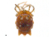  ( - AP2r160614Ar3257)  @11 [ ] CreativeCommons - Attribution (2016) CBG Photography Group Centre for Biodiversity Genomics