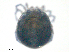  ( - LOTB160527Me3394)  @11 [ ] CreativeCommons - Attribution (2016) CBG Photography Group Centre for Biodiversity Genomics