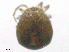  ( - BonE160603Ar3442)  @11 [ ] CreativeCommons - Attribution (2016) CBG Photography Group Centre for Biodiversity Genomics