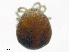  ( - BonE160603Ar3443)  @11 [ ] CreativeCommons - Attribution (2016) CBG Photography Group Centre for Biodiversity Genomics