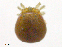  ( - BonE160603Ar3444)  @11 [ ] CreativeCommons - Attribution (2016) CBG Photography Group Centre for Biodiversity Genomics