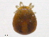  ( - BonE160603Ar3445)  @11 [ ] CreativeCommons - Attribution (2016) CBG Photography Group Centre for Biodiversity Genomics