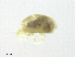  (Diamphidaxona - Saca160903Dx3505)  @11 [ ] CreativeCommons - Attribution (2016) CBG Photography Group Centre for Biodiversity Genomics