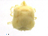  ( - HeBo170615Li4089)  @11 [ ] CreativeCommons - Attribution (2018) CBG Photography Group Centre for Biodiversity Genomics
