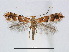  (Phyllonorycter triplacomis - RMNH.5007905)  @15 [ ] CreativeCommons - Attribution Non-Commercial Share-Alike (2015) Unspecified Naturalis Biodiversity Centre