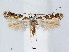  (Dialectica - RMNH.5007924)  @15 [ ] CreativeCommons - Attribution Non-Commercial Share-Alike (2015) Unspecified Naturalis Biodiversity Centre