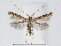  (Acrocercops clisiopa - RMNH.5007928)  @14 [ ] CreativeCommons - Attribution Non-Commercial Share-Alike (2015) Unspecified Naturalis Biodiversity Centre