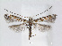  (Gibbovalva - RMNH.5007929)  @15 [ ] CreativeCommons - Attribution Non-Commercial Share-Alike (2015) Unspecified Naturalis Biodiversity Centre