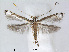  (Eteoryctis - RMNH.5007936)  @15 [ ] CreativeCommons - Attribution Non-Commercial Share-Alike (2015) Unspecified Naturalis Biodiversity Centre
