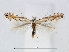  (Phyllonorycter tenerella - RMNH.5007944)  @15 [ ] CreativeCommons - Attribution Non-Commercial Share-Alike (2015) Unspecified Naturalis Biodiversity Centre