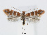  (Phyllonorycter stephanandrae - RMNH.5007982)  @14 [ ] CreativeCommons - Attribution Non-Commercial Share-Alike (2015) Unspecified Naturalis Biodiversity Centre