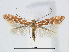  (Phyllonorycter styracis - RMNH.5007983)  @15 [ ] CreativeCommons - Attribution Non-Commercial Share-Alike (2015) Unspecified Naturalis Biodiversity Centre