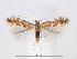  ( - RMNH.5013726)  @13 [ ] CreativeCommons - Attribution Non-Commercial Share-Alike (2015) Unspecified Naturalis Biodiversity Centre