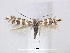  (Phyllonorycter rolandi - RMNH.5013729)  @14 [ ] CreativeCommons - Attribution Non-Commercial Share-Alike (2015) Unspecified Naturalis Biodiversity Centre