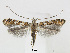  (Dialectica hedemanni - RMNH.5013746)  @14 [ ] CreativeCommons - Attribution Non-Commercial Share-Alike (2016) Unspecified Naturalis Biodiversity Center