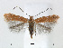  (Cremastobombycia lantanella - RMNH.5013754)  @15 [ ] CreativeCommons - Attribution Non-Commercial Share-Alike (2016) Unspecified Naturalis Biodiversity Center