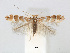  (Phyllonorycter stephanota - RMNH.5013757)  @15 [ ] CreativeCommons - Attribution Non-Commercial Share-Alike (2016) Unspecified Naturalis Biodiversity Center