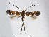  ( - RMNH.INS.544245)  @11 [ ] CreativeCommons - Attribution Non-Commercial Share-Alike (2015) Unspecified Naturalis Biodiversity Centre