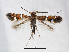  ( - RMNH.INS.544246)  @11 [ ] CreativeCommons - Attribution Non-Commercial Share-Alike (2015) Unspecified Naturalis Biodiversity Centre
