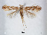  (Phyllonorycter rostrispinosa - RMNH.INS.544248)  @14 [ ] CreativeCommons - Attribution Non-Commercial Share-Alike (2015) Unspecified Naturalis Biodiversity Centre