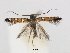  ( - RMNH.INS.544321)  @14 [ ] CreativeCommons - Attribution Non-Commercial Share-Alike (2015) Unspecified Naturalis Biodiversity Centre