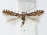  ( - RMNH.INS.554160)  @14 [ ] CreativeCommons - Attribution Non-Commercial Share-Alike (2012) Naturalis, Biodiversity Centre Naturalis, Biodiversity Centre