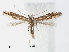  ( - RMNH.INS.554161)  @14 [ ] CreativeCommons - Attribution Non-Commercial Share-Alike (2012) Naturalis, Biodiversity Centre Naturalis, Biodiversity Centre