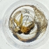  ( - WOXF_022_E1)  @11 [ ] by  Genome Research Ltd as Wellcome Sanger Institute Genome Research Limited operating as Wellcome Sanger Institute