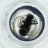  ( - WOXF_022_E5)  @11 [ ] by  Genome Research Ltd as Wellcome Sanger Institute Genome Research Limited operating as Wellcome Sanger Institute