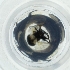  ( - WOXF_022_H2)  @11 [ ] by  Genome Research Ltd as Wellcome Sanger Institute Genome Research Limited operating as Wellcome Sanger Institute