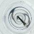  ( - WOXF_023_G3)  @11 [ ] by  Genome Research Ltd as Wellcome Sanger Institute Genome Research Limited operating as Wellcome Sanger Institute