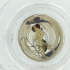  ( - WOXF_031_E2)  @11 [ ] by  Genome Research Ltd as Wellcome Sanger Institute Genome Research Limited operating as Wellcome Sanger Institute