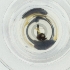  (Sitobion fragariae - WOXF_032_B8)  @11 [ ] by  Genome Research Ltd as Wellcome Sanger Institute Genome Research Limited operating as Wellcome Sanger Institute